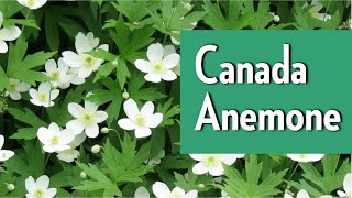 Canada anemone  Native Plants of Ontario with the Humber Arboretum [upl. by Marb]