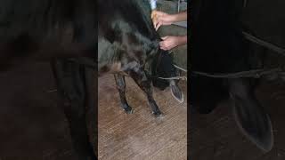 Amaino acid second dose tag number 93 goru cow gomata [upl. by Cherianne]