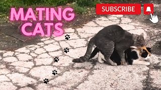 Cats mating Group cats mating on the street Successfully Mating Cats Hard Male cat mating call [upl. by Rosamond]