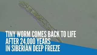 Tiny worm comes back to life after 24000 years in Siberian deep freeze [upl. by Petromilli]