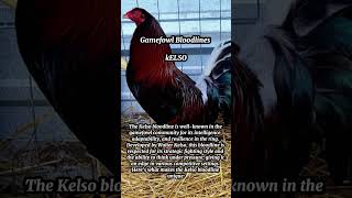 Gamefowl Bloodlines Kelso [upl. by Byrd]