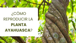 Guía Completa Cómo Reproducir la Planta Ayahuasca Banisteriopsis caapi [upl. by Norrv590]