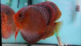 LeoSS discus fish spawning on aquarium glass  Paletki składają ikrę na szybie akwarium [upl. by Adnaerb]