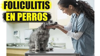 Foliculitis en Perros Causas Síntomas y Tratamiento [upl. by Pirbhai]