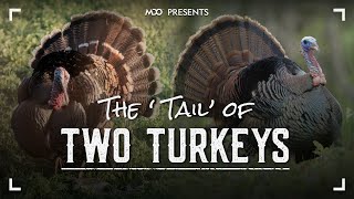 The Tail of Two Turkeys  Kansas  Wisconsin Spring Turkey Hunting [upl. by Nick]