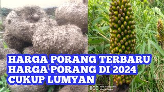 harga Porang terbaru 2024 [upl. by Cohleen]