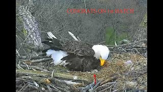 Arconic Eagles Davenport IA 04 14 20 Congrats Liberty amp Justice on 1st hatch this season [upl. by Oiramrej948]