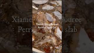 Petrified wood slab [upl. by Amjan]