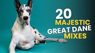 20 Majestic Great Dane Mixes You’ll Love [upl. by Laehcar]