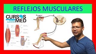 HUSOS MUSCULARES Y REFLEJOS MUSCULARES explicado FÁCIL ✅ [upl. by Llertnom333]