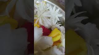 Flowers youtubeshorts flowers chameli phool naturelovers [upl. by Erv174]