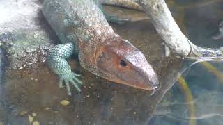 Caiman Lizard Rainforest of the Americas LA Zoo Los Angeles California USA November 13 2024 [upl. by Tamas956]