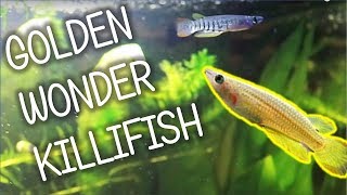 Golden Wonder Killifish  Basic Care [upl. by Ydaf]