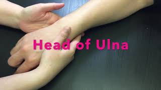 Palpation of bony landmarks on distal Radius and Ulna [upl. by Cocke21]