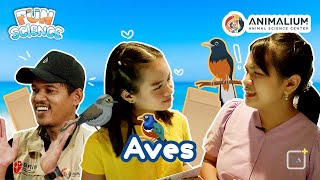 Aves  Fun Science [upl. by Vittorio]