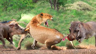 Tragic Ending When Lion Hunts Alone Warthogs Attack The Lion Mercilessly [upl. by Eirok]