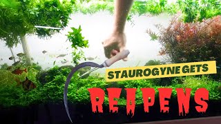 Staurogyne Repens gets REAPED in my 4 foot IWAGUMI Aquascape CLEAN UP [upl. by Andris]