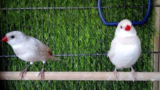 Silver Diamond Firetail amp Black Firetail Finch [upl. by Nob]