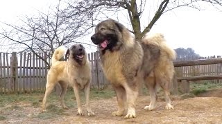 Kangal amp Caucasian Ovtcharka [upl. by Ramad]