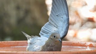 A Mourning Dove plays in the Birdie Pool at Birds of West Cobb [upl. by Eenttirb]