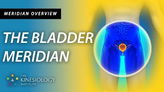 The Bladder Meridian  Meridian Overviews [upl. by Meador]