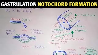 Gastrulation  Notochord And Mesoderm Formation  UrduHindi [upl. by Nnyliram764]