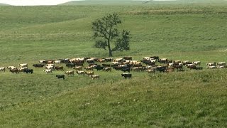 Red House Pasture Tallgrass Prairie National Preserve [upl. by Marmaduke]