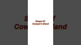 Shape of cowpers gland [upl. by Noiraa]