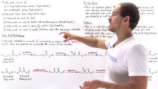 Introduction to Fatty Acid Metabolism [upl. by Ramyar]