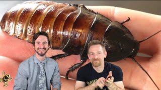 Madagascar Hissing Cockroach The Best Pet Invertebrate with Clint’s Reptiles [upl. by Dnumyar]