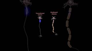 Neurons that are covered with myelin propagate signals faster neet neetaspirant neuroscience [upl. by Rettke]