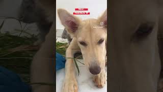 Janwar bolte hai animals cutedog rabbit dogshorts dogvlog bunnies janwarboltehai [upl. by Kirtap]