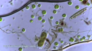 Pond Scum Under the Microscope [upl. by Sig]