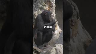 Amazing Facts About Chimpanzees [upl. by Ahsille]