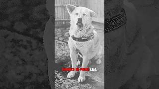 Hachiko La verdadera historia de un perro fiel [upl. by Llednew938]