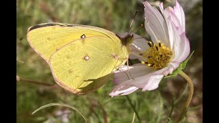 How to Grow Wildflowers in Your Yard to Attract Bees and Butterflies [upl. by Garratt300]