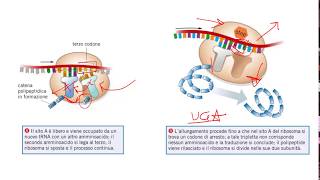 La Sintesi Proteica lezione di sintesi per il test di Medicina [upl. by Balas]