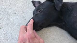 Young female black Lab mix A521983 relaxing at Modesto shelter [upl. by Enomyar920]