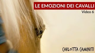 Le emozioni dei cavalli Video 6 [upl. by Alain]