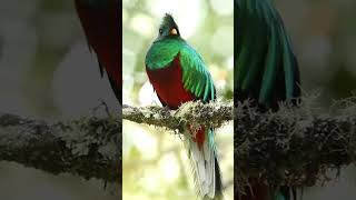 Resplendent Quetzal Bird [upl. by Pettiford941]