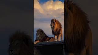 Lion videoviral [upl. by Arodnahs]