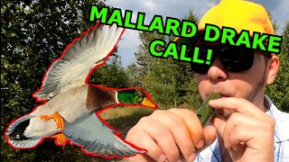 HOW TO Call Ducks using a Mallard Drake Call Duck Hunting Tips [upl. by Enitnemelc]