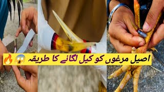 اصیل مرغوں کو کیل لگانے کا طریقہ  Aseel murgay ko kill lagane ka tarika aseelmurga aseel [upl. by Felt]