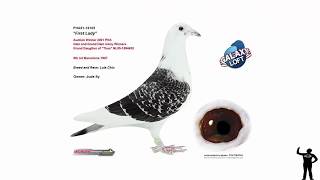 les plus beaux pigeons voyageurs du monde [upl. by Lemhar]