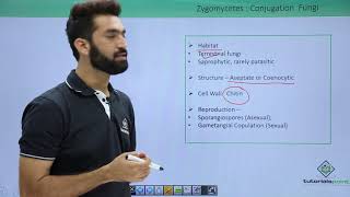 Class 11th – Kingdom Fungi  Zygomycetes Conjugation Fungi  Tutorials Point [upl. by Ferne]