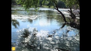 Wunderschöner Goldgrund Altrhein bei Maximiliansau Pfalz by Ingrid Röhrl [upl. by Ttayw]