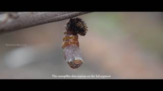 Danaid Egg Fly life cycle by Ramana V Bhusala [upl. by Atiugram921]