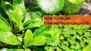 HOW TO GROW Emersed Aquarium plants Basics [upl. by Nethsa]