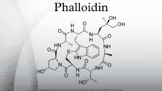 Phalloidin [upl. by Enined880]