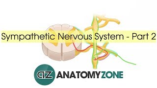 Sympathetic Nervous System Anatomy  Part 2 [upl. by Ariam]